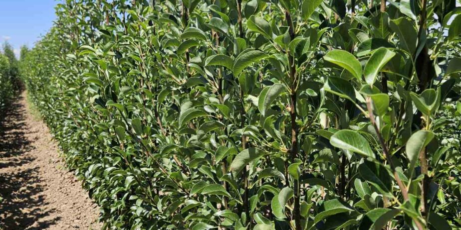 RASADNIK NASTIC SAŠE prodaja voćnih sadnica