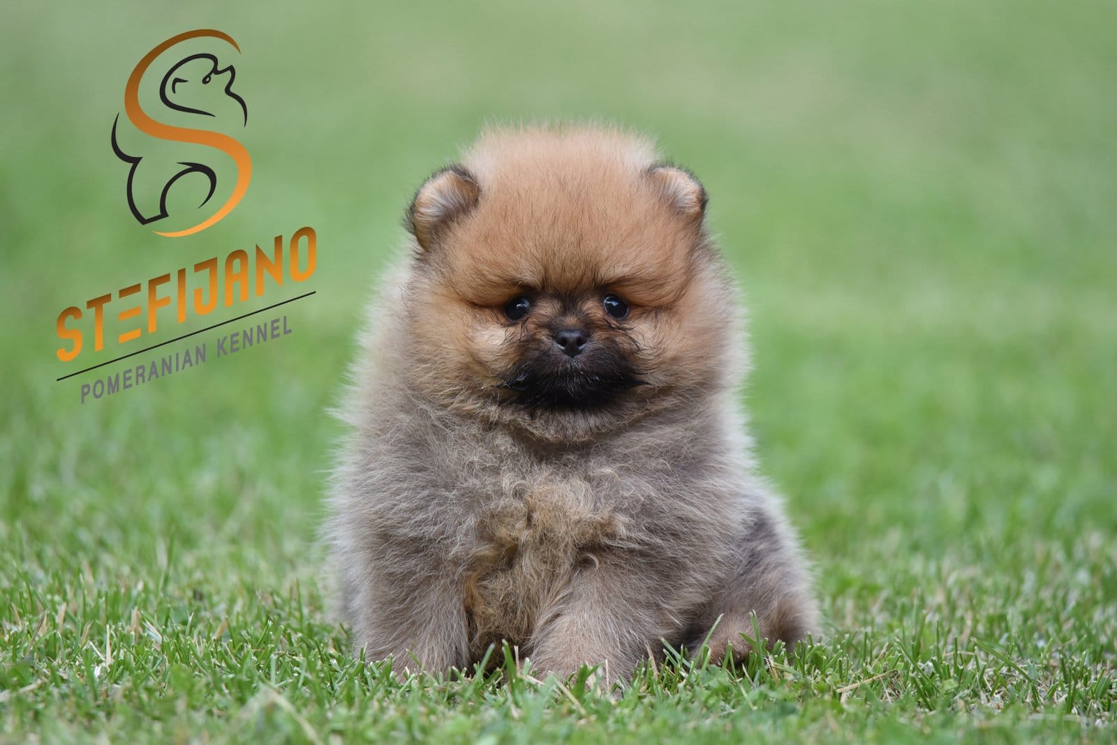 Pomeranac BOO medvedići, Pomeranski Špic štenci