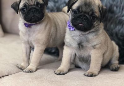 a74ac267-4d38-4cab-891b-4eef1f30af35