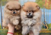 Pomeranac BOO medvedići, Pomeranski Špic štenci