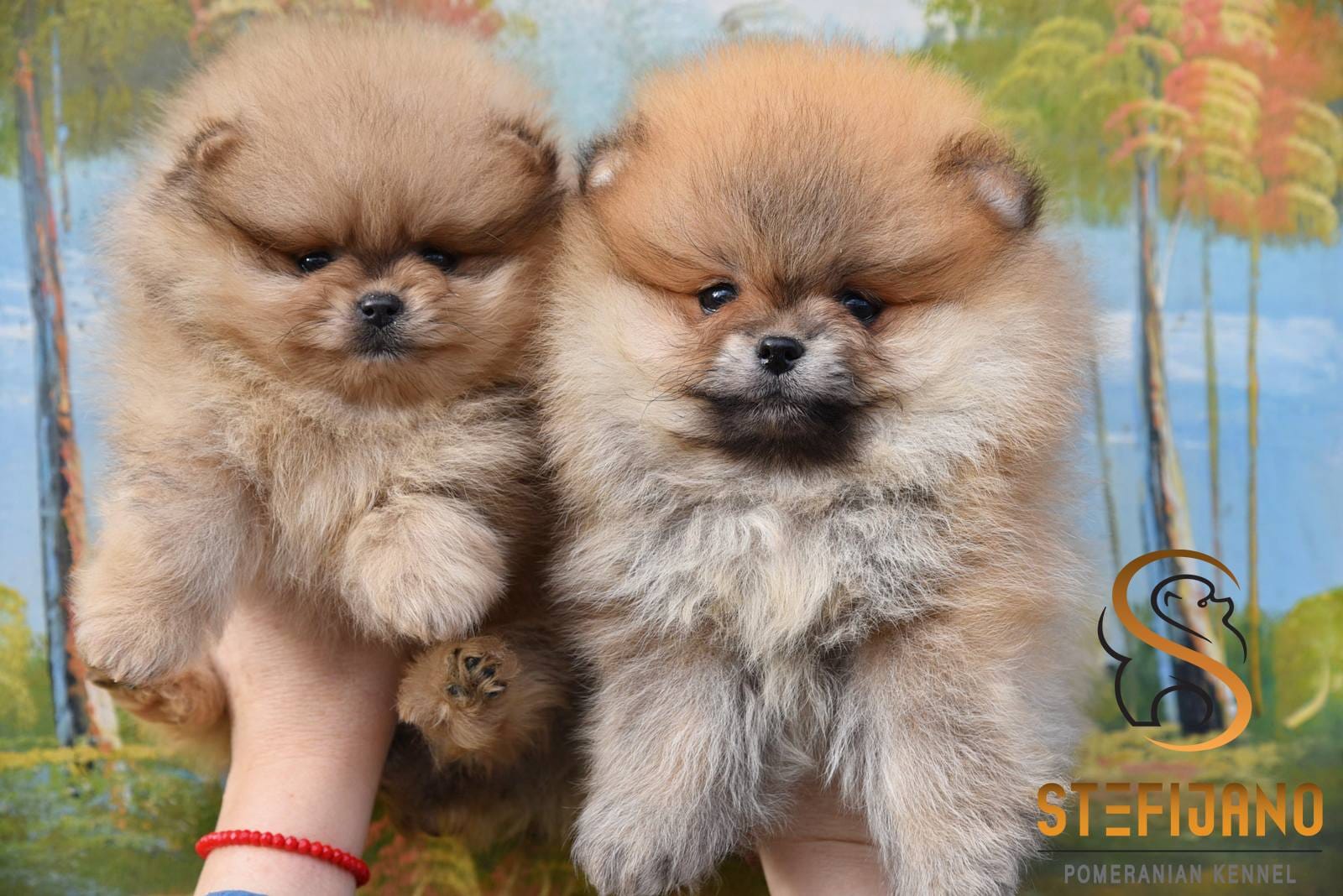 Pomeranac BOO medvedići, Pomeranski Špic štenci