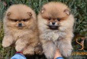 Pomeranac BOO medvedići, Pomeranski Špic štenci