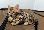 Bengalske macke, bengalsko mace