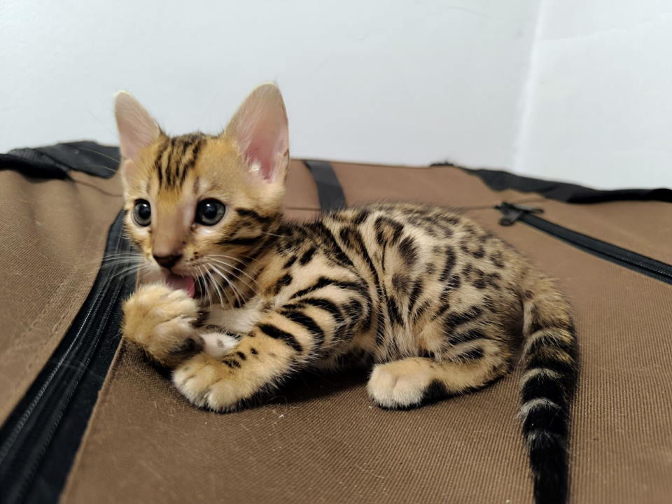 Bengalske macke, bengalsko mace