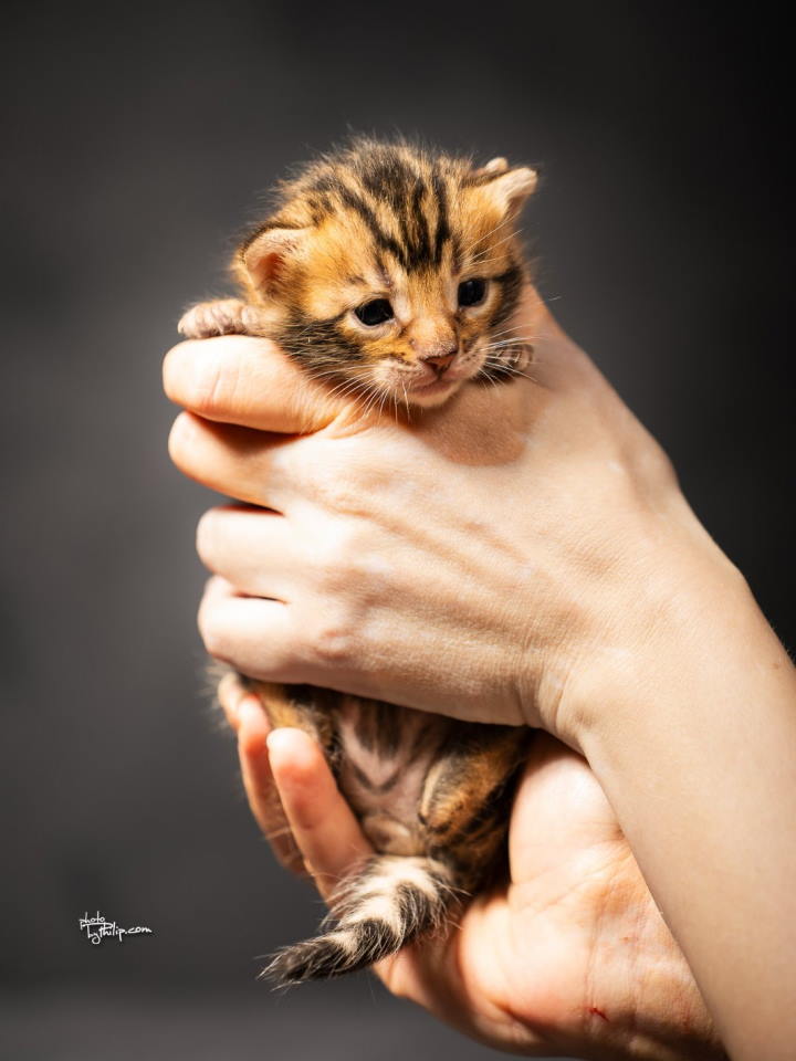 Bengalske macke, bengalsko mace