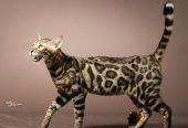 Bengalske macke, bengalsko mace