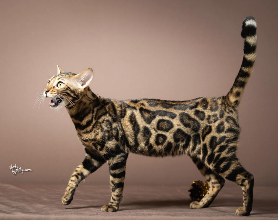 Bengalske macke, bengalsko mace
