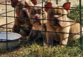 American Bully pocket i egzotic u lilac i coko boji,