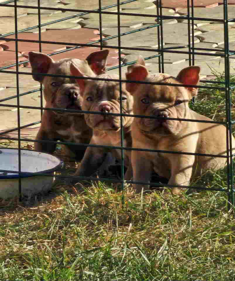 American Bully pocket i egzotic u lilac i coko boji,