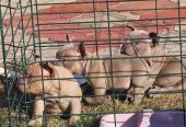 American Bully pocket i egzotic u lilac i coko boji,