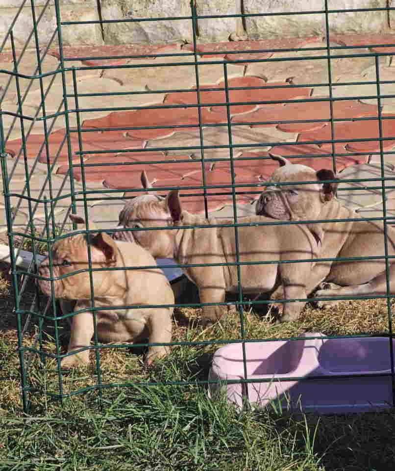 American Bully pocket i egzotic u lilac i coko boji,