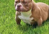 American Bully pocket i egzotic u lilac i coko boji,
