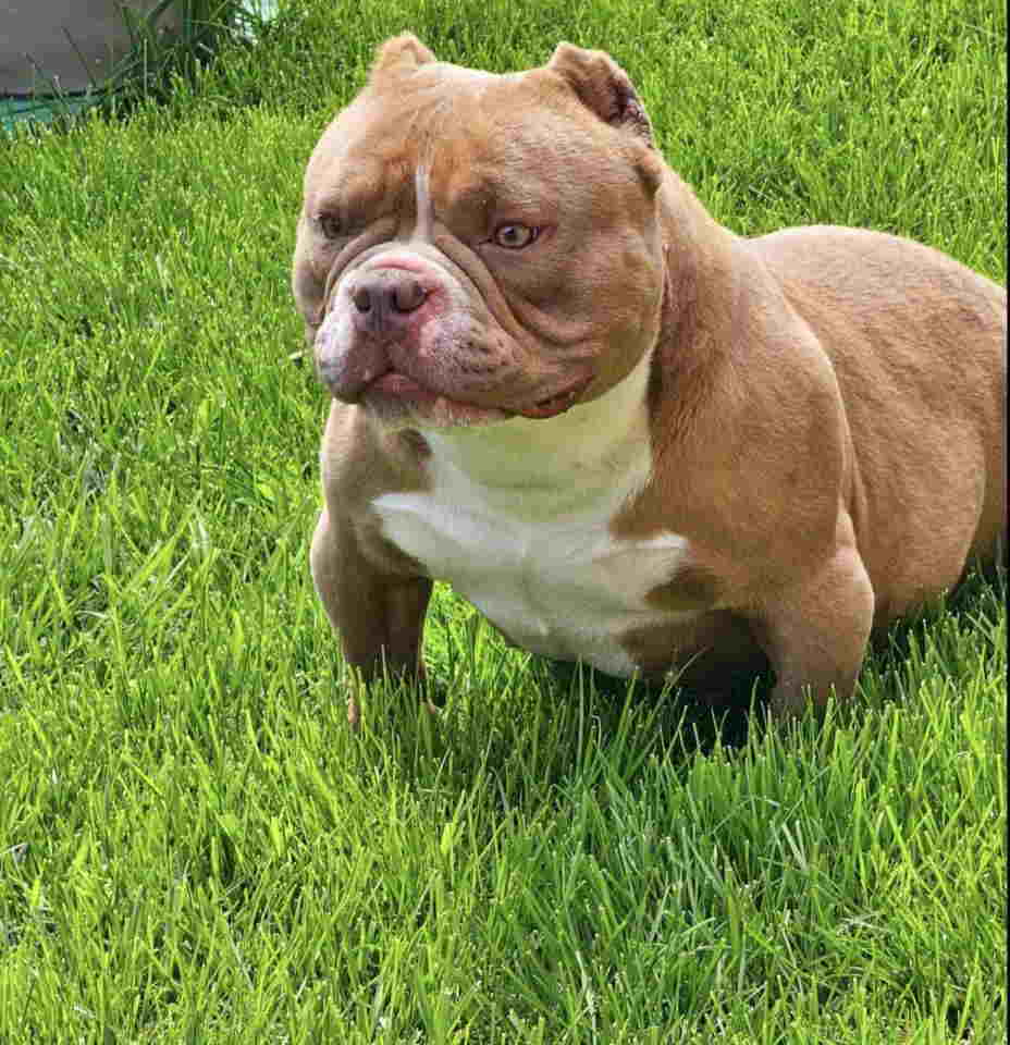 American Bully pocket i egzotic u lilac i coko boji,
