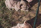 American Bully pocket i egzotic u lilac i coko boji,