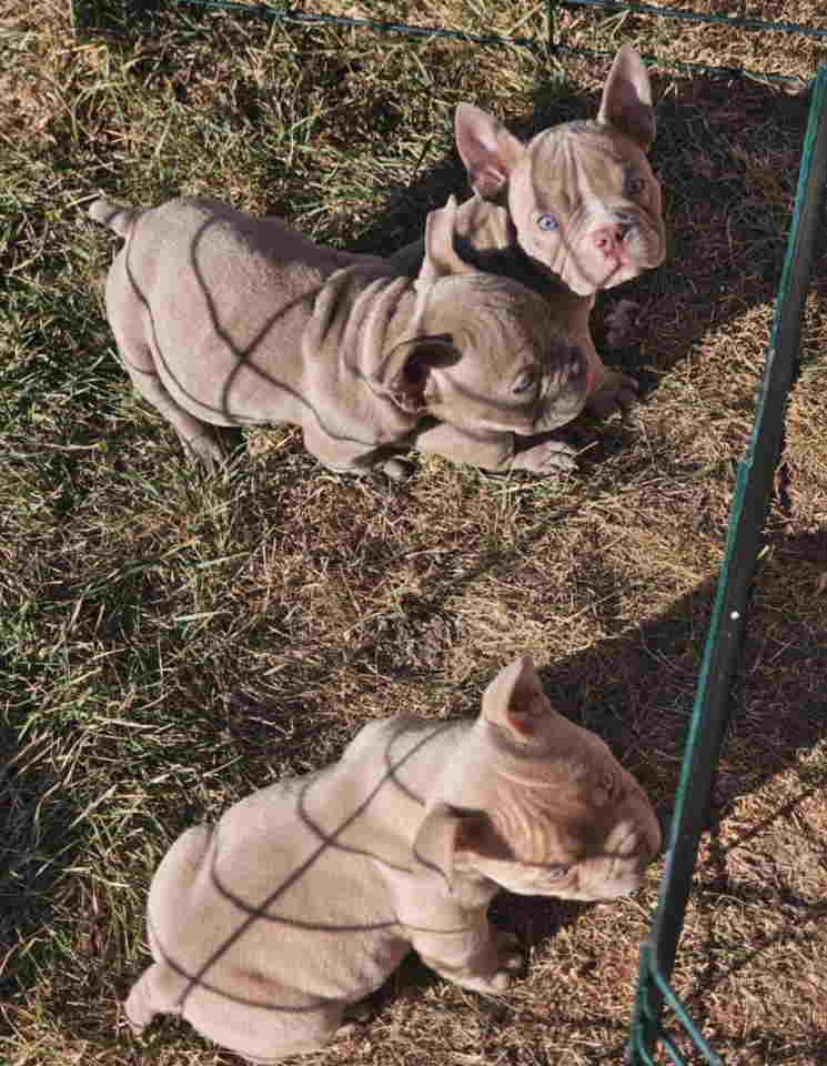 American Bully pocket i egzotic u lilac i coko boji,