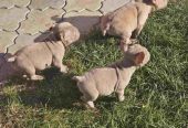 American Bully pocket i egzotic u lilac i coko boji,