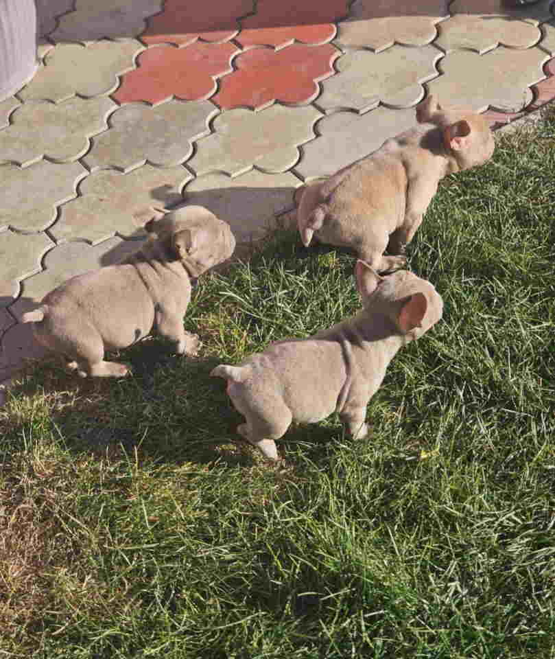 American Bully pocket i egzotic u lilac i coko boji,