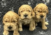 Engleski koker spanijel, štenci