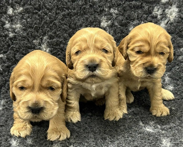 Engleski koker spanijel, štenci