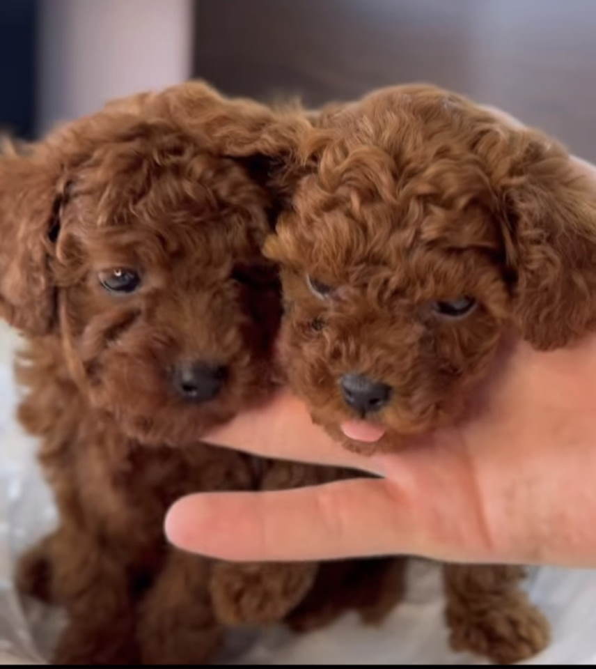 Najmanje pudle, od najlepsih roditelja u Evropi