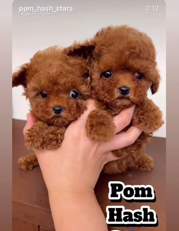 Najmanje pudle, od najlepsih roditelja u Evropi