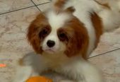 Dostupni štenci Cavalier King Charles spanijela