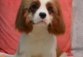 Dostupni štenci Cavalier King Charles spanijela