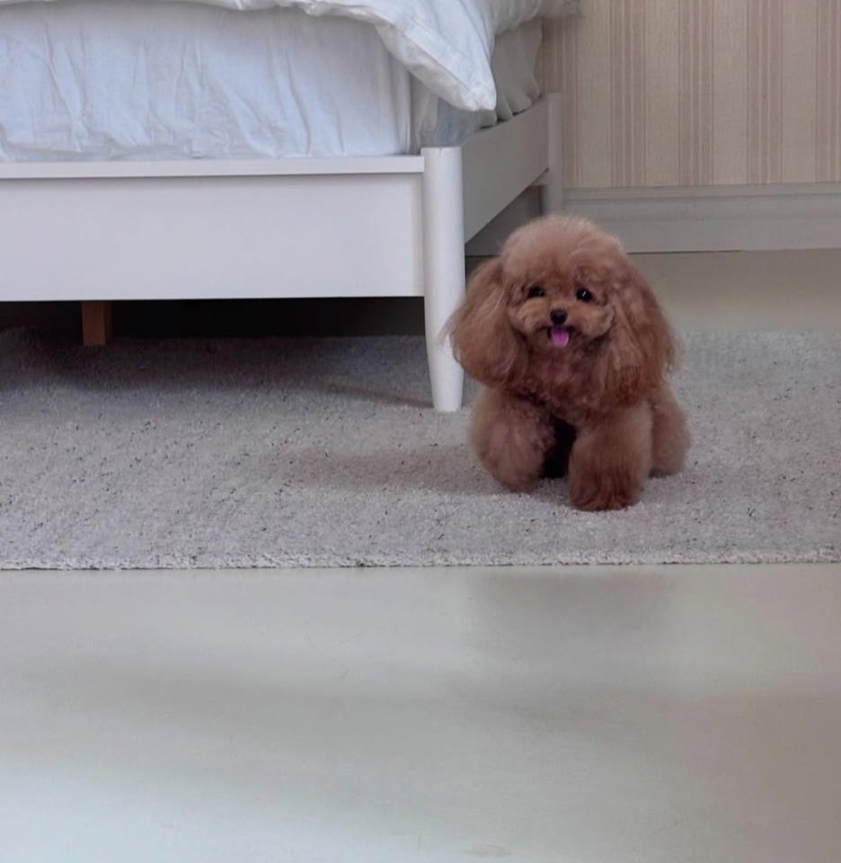 Najmanje pudle, od najlepsih roditelja u Evropi