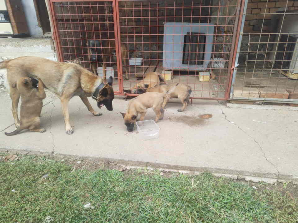 Belgijski ovčar MALINOA štenci