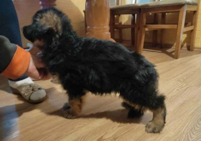 nemacki-ovcar-zemanko