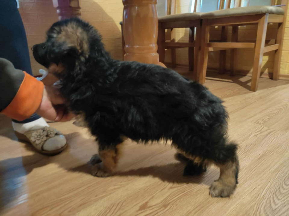 Nemački ovčar – štenci na prodaju