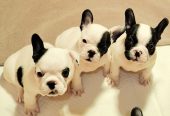 Francuski Buldog prelepi štenci