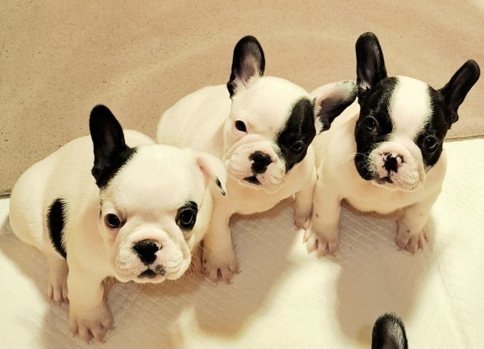 Francuski Buldog prelepi štenci