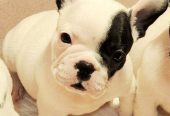 Francuski Buldog prelepi štenci