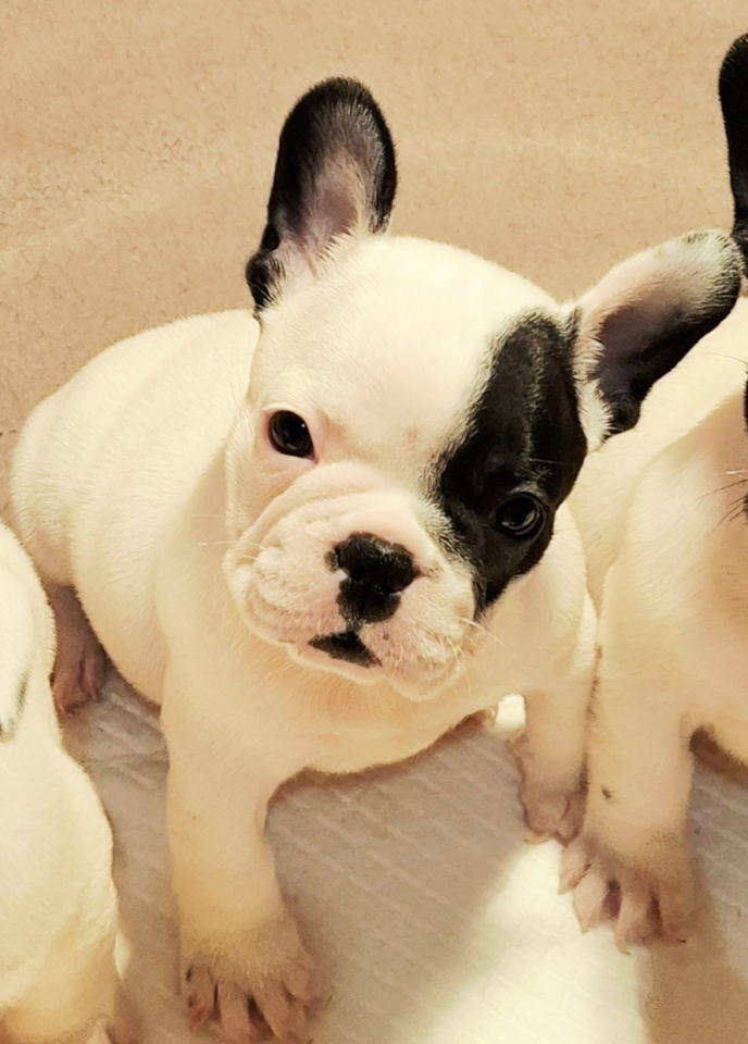 Francuski Buldog prelepi štenci