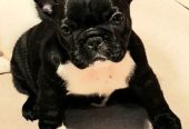 Francuski Buldog prelepi štenci