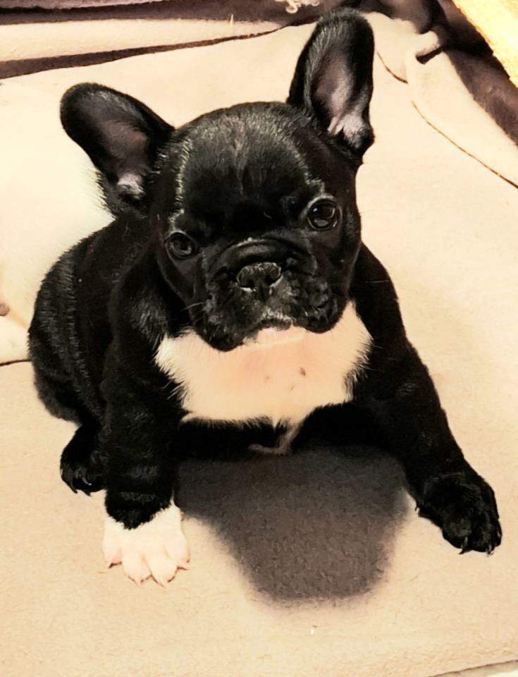 Francuski Buldog prelepi štenci