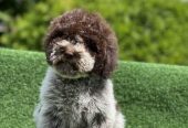 Novo leglo Lagotto romangolo