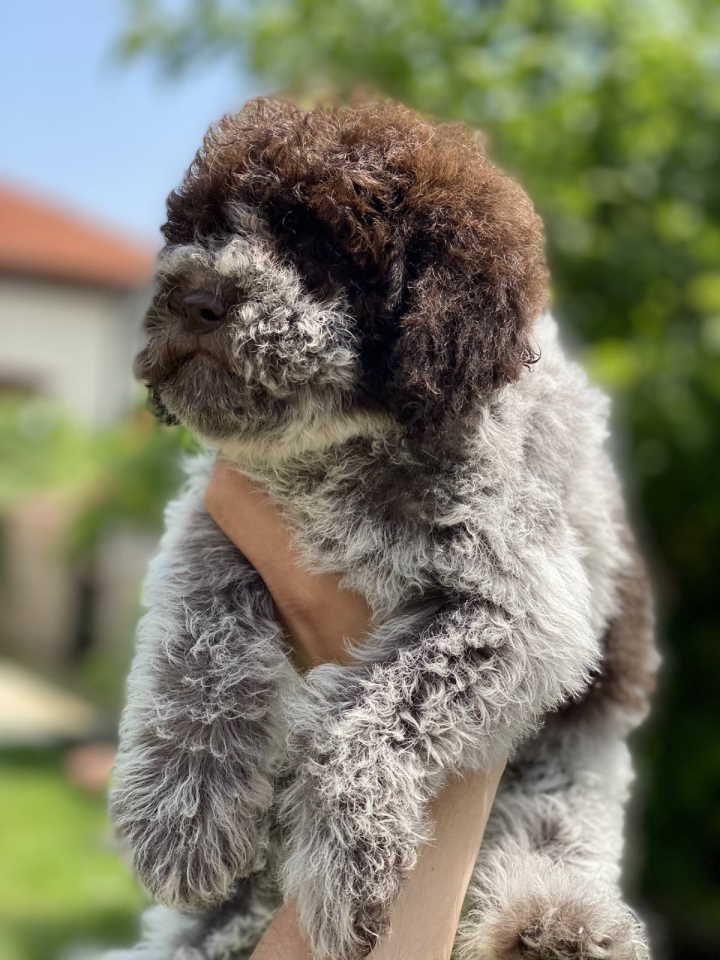 Novo leglo Lagotto romangolo