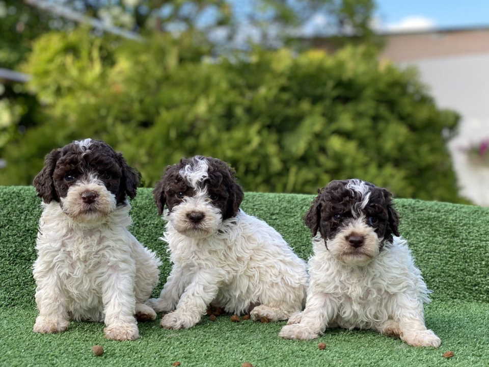 Novo leglo Lagotto romangolo