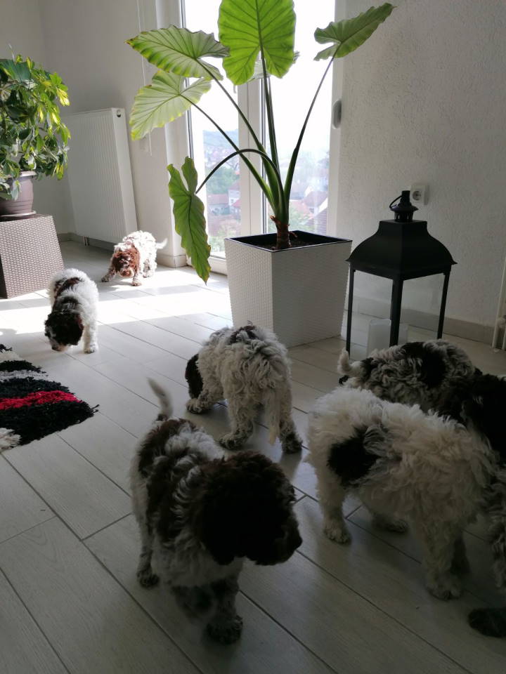 Novo leglo Lagotto romangolo