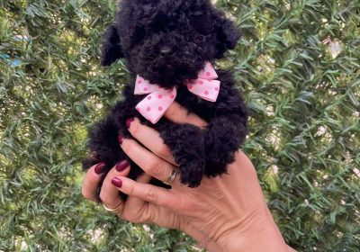 viber_image_2025-10-21_15-34-01-988