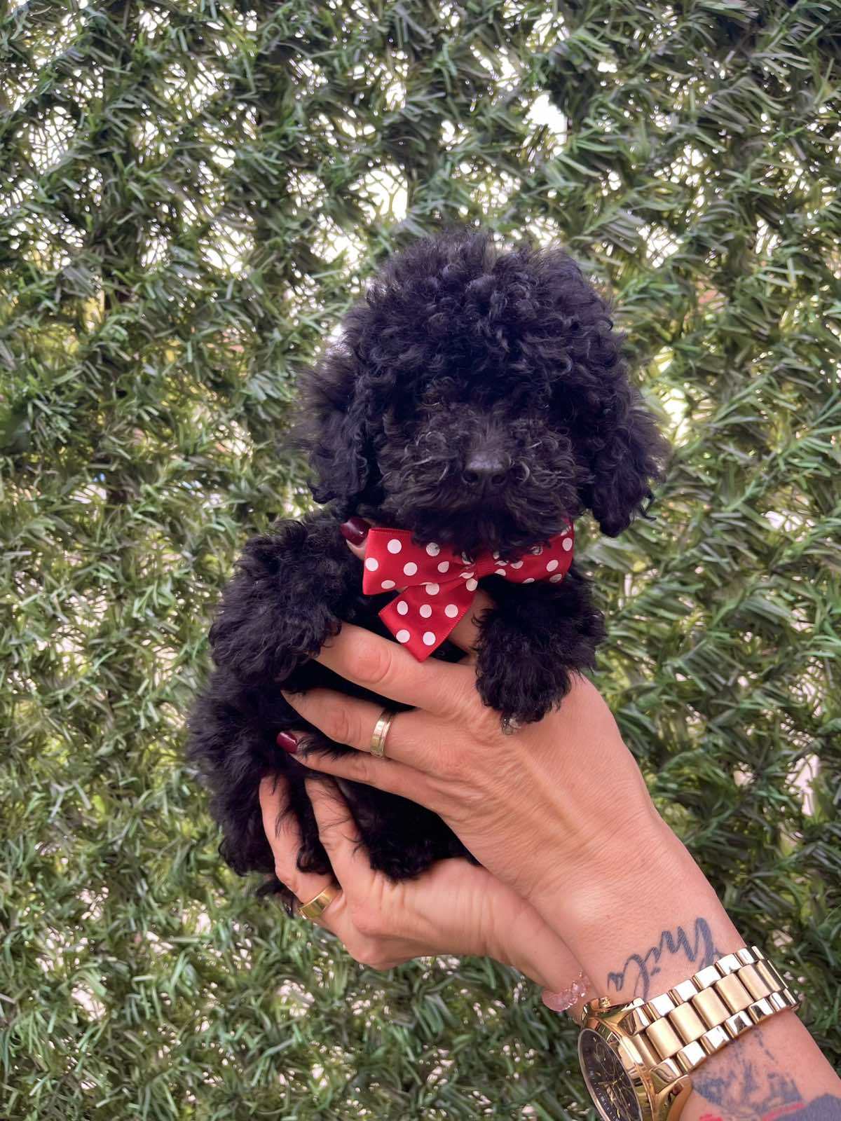 Toy i Mini Pudle stenci