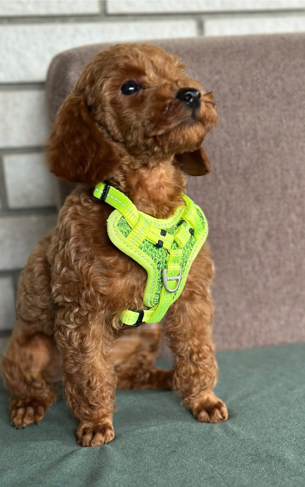 Toy Pudle na prodaju