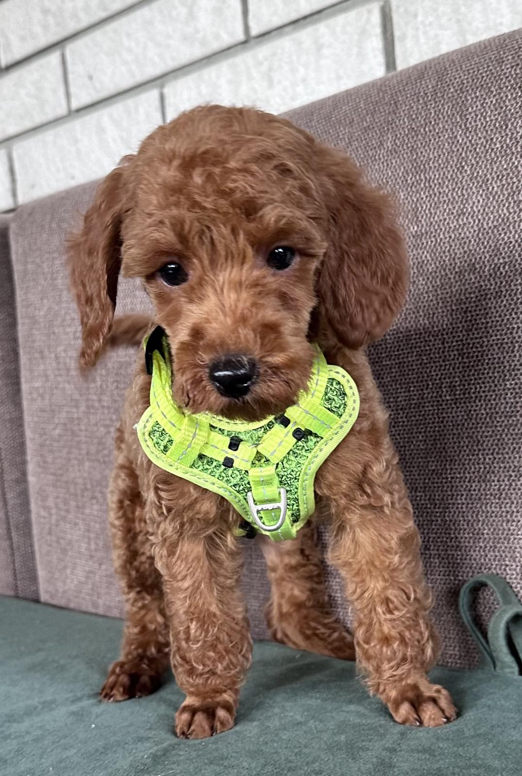 Toy Pudle na prodaju