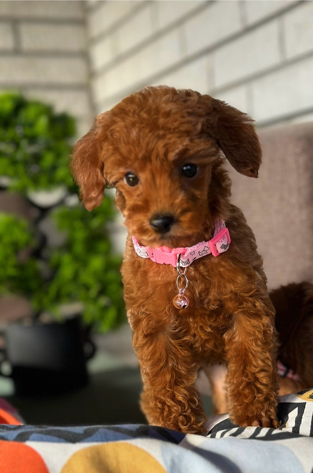 Toy Pudle na prodaju