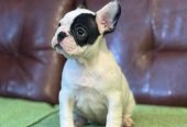 Francuski Buldog prelepi štenci
