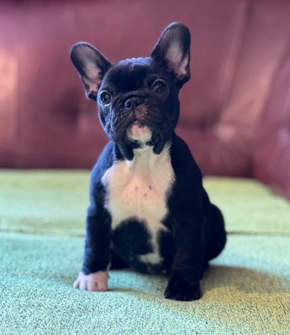 Francuski Buldog prelepi štenci