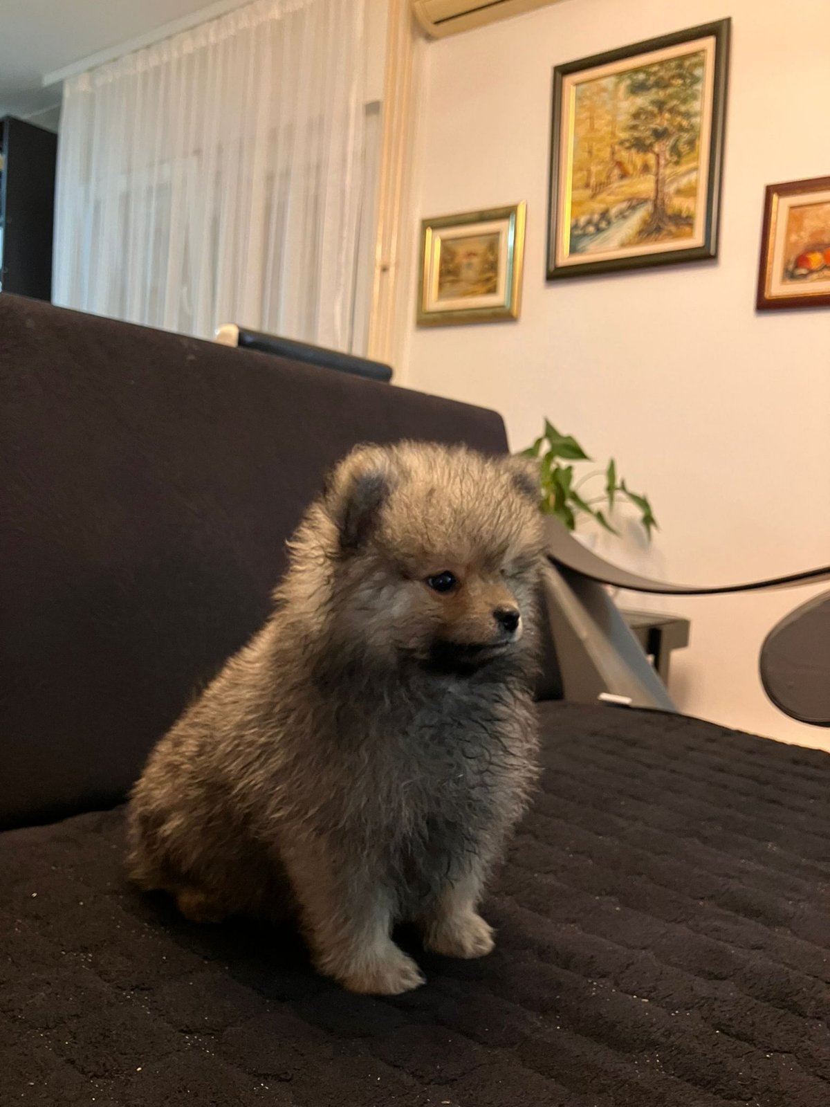 Štenci pomeranskog špica