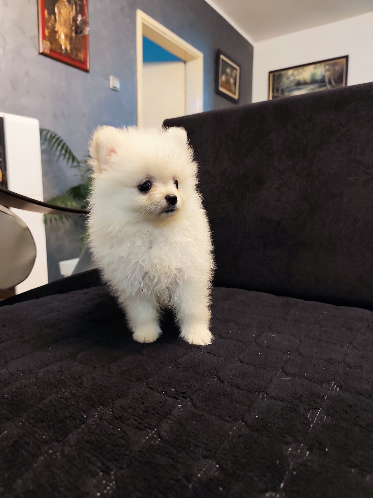 Štenci pomeranskog špica